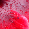 Divs Fresh Hibiscus - Image 3