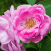 divs Garden Trilogy - Image 3