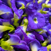 divs Garden Trilogy - Image 4
