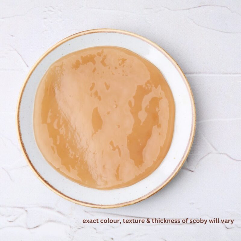 mother scoby