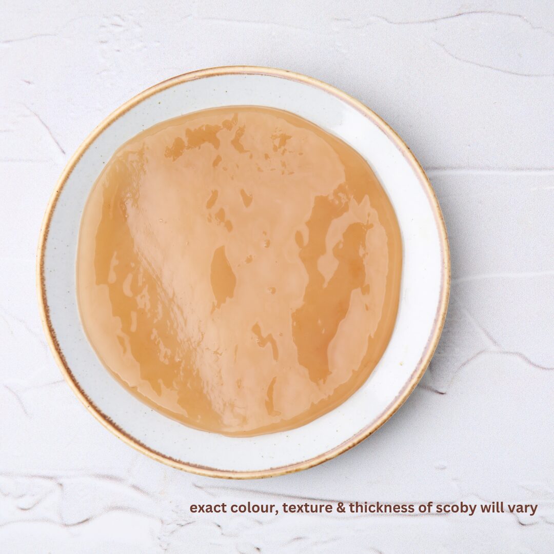 1 mother scoby
