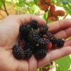 divs Mulberry - Image 2