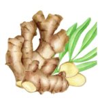 Ginger Beer